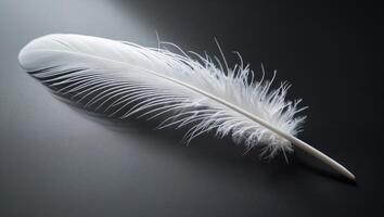 White feather on black background photo