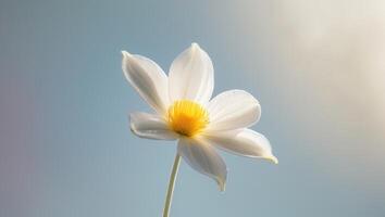 A white flower with yellow center is shown against a blue sky photo