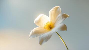 White flower on blue background photo