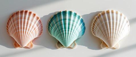 Three shells are shown in different colors photo