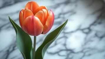 Beautiful single tulip in vibrant orange and pink hues resting on a textured marble surface photo