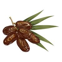 Illustration of dried dates fruit with leaves, isolated on white background. vector