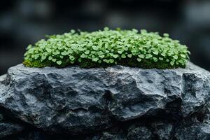 Lush Greenery on Rocky Surface Nature's Contrast and Texture photo