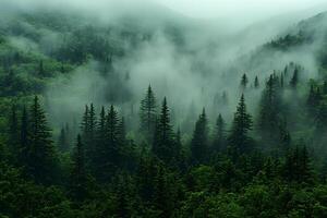 Misty Forest Landscape with Lush Greenery and Serene Mountain Views photo