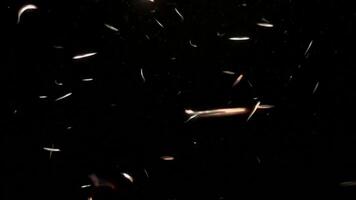 Fireworks Transparent Motion Background, Glowing Sparkle Effect, 2D Firework Animation, 4K Motion Graphics video