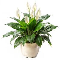 Beautiful Peace Lily Plant in a CreamColored Pot with Lush Green Foliage and Elegant White Blooms photo