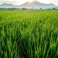 A green field with mountains in the background photo