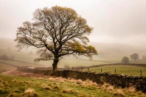 Solitary Tree in a Misty Pastoral Landscape with Stone Walls photo