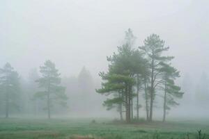 Misty Morning in a Pine Forest, Serene and Tranquil Landscape with Fog Enveloping the Trees photo
