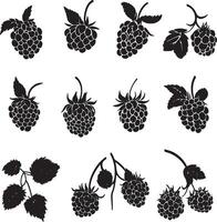 Black raspberry silhouettes in format. vector