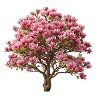 Stunning Pink Magnolia Tree in Full Bloom on White Background photo