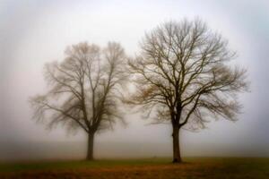 Two Bare Trees in a Misty Field A Serene Winter Landscape Photograph photo