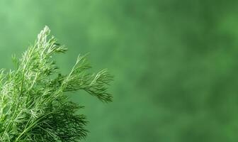 Fresh dill sprigs on green background. Culinary herb photo