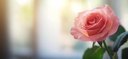 A single pink rose is shown in front of a window photo
