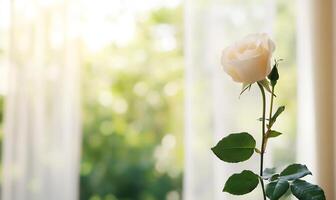 A single white rose is sitting on a table in front of a window photo