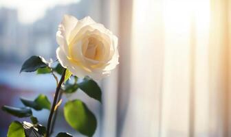 Single elegant white rose, bathed in sunlight through a window, with soft, sheer curtains. photo