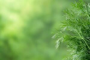 Fresh dill leaves on a green background photo