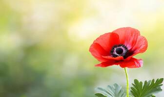 A single red poppy flower is shown in front of a green background photo
