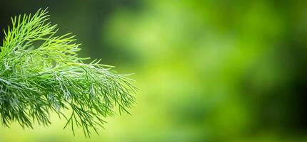 Green dill plant with blurred background photo