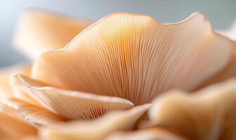 Close-up of delicate, pale oyster mushrooms showcasing their intricate gill structure and texture. photo