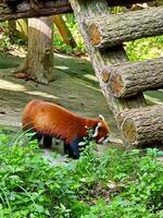 a red panda walking through a forest photo