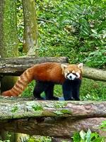 a red panda is walking on a log in the woods photo