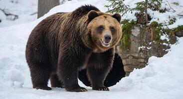 Majestic Brown Bear Emerging from Snowy Den in Winter Wonderland photo