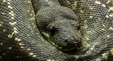 Close-Up of a Green Tree Python Coiled in a Zoo Setting, Detailed Scales and Intense Gaze photo