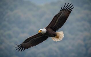 A bald eagle soaring in the air with its wings spread photo