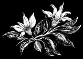A drawing of a flower on a black background vector