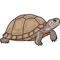 Realistic Turtle Design with Clean Lines. vector
