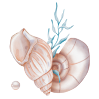 Watercolor composition of Seashells and Seaweed. hand drawn illustration of Sea Shell and brown Algae on isolated background. Undersea element for design in marine vintage style. png