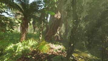 Lush jungle landscape in China showcasing diverse flora and dense foliage video
