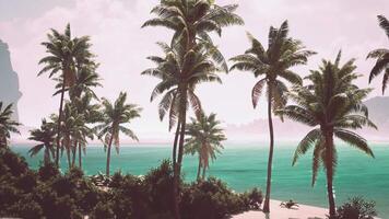 A tranquil beach in the Bahamas with swaying palm trees and turquoise waters video