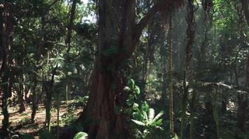 Exploring the lush greenery of a jungle in southern China during daylight video