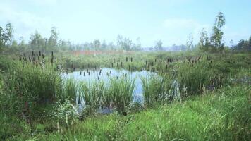 Serene wetlands during a sunny afternoon with lush greenery and still water video