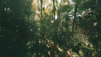 Exploring the tranquil jungle landscape of Vietnam during daylight hours video