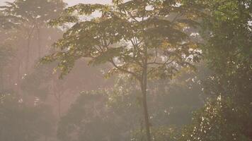 Morning sunlight filters through lush jungle foliage in a serene landscape video