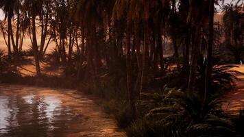Serene riverside landscape at dusk with lush palm trees and reflections video