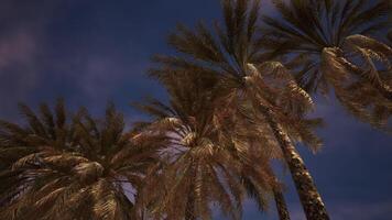 Waving palm trees under a twilight sky at a serene coastal location video