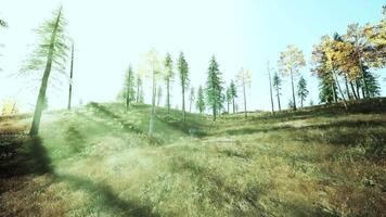 solljus filter genom träd i en lugn skog landskap under höst video