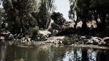Serene riverside landscape with trees and rocks during daylight hours video