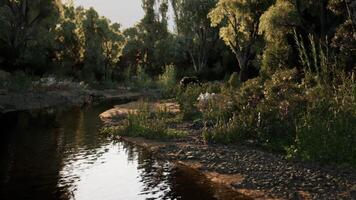 Tranquil riverside at dusk with lush greenery and calm water reflections video