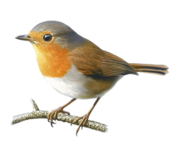 Charming Robin Bird Resting on a Twig on Transparent Background png
