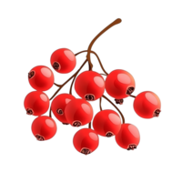 Red berries branch on transparent background illustration png