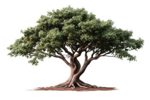 Majestic green tree with twisted trunk on transparent background png
