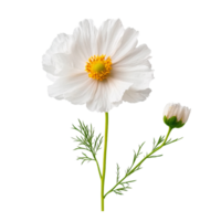 White flower with bud on Transparent Background png