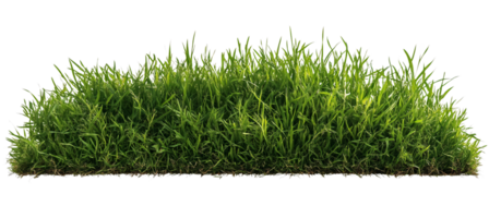 Green grass patch on transparent background png