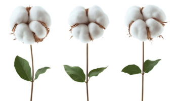 Fluffy cotton flower stems on transparent background png