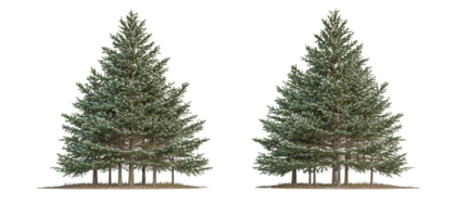 Coniferous trees on transparent background, winter forest, group of evergreen trees, isolated png